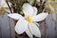 Artificial Magnolia Flower 72cm White