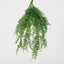 Hanging Bakers Fern