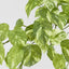 Marble Pothos Hanging Bush x 8 79 leaves