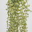 56cm Button Fern Vine x 8 Pellaea rotundifolia