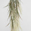 Ivory White Hanging Wheat Bush - Pack of 12