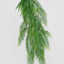 Hanging Pitch Pine Bush