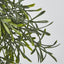 66cm Green Springeri Hanging Vine x5