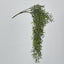 66cm Green Springeri Hanging Vine x5