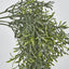 66cm Green Springeri Hanging Vine x5