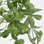 Osmanthus Hanging Bush With White flower