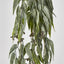 Hanging Eucalyptus Bush with seeds