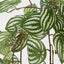 Green White Watermelon Peperomia Hanging Bush x 15 137 Leaves