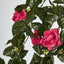 Hanging Rose Bush Dark Pink