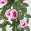 Hanging Rose Bush Pink