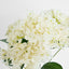 White Hydrangea Bush x 7