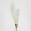 Pampas Grass Spray 3 Stems Cream - Pack of 24