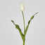 Soft Touch Tulip Stem White
