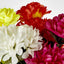 Chrysanthemum Bush 4 Colours Box of 60
