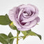 Open Rose Stem 68cm Purple - Pack of 48