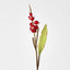 Shell Ginger 70cm Red 