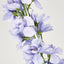 Bella Single Head Delphinium Lavender - Pack of 12