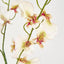 Lilly Dancing Orchid
98cm Cream