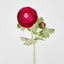 Clara Fuschia Ranunculus Spray
49cm - Pack of 24