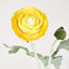 Clara Yellow Ranunculus Spray49cm - Pack of 24