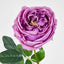 Dianna Real Touch Rose Steam Lilac
60cm