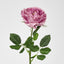 Dianna Real Touch Rose Steam Autumn Pink
60cm - Pack of 30