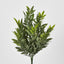 Green Ruscus Bush