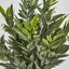 Green Ruscus Bush