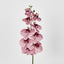 Dusty Pink Phalaenopsis Orchid - Pack of 6