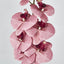 Dusty Pink Phalaenopsis Orchid - Pack of 6