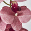 Dusty Pink Phalaenopsis Orchid - Pack of 6