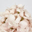 Light Pink Cone Hydrangea 93cm - Pack of 6