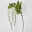 Wisteria Branch White