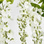Wisteria Branch White