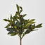 Olive Leaf Bush with Olives