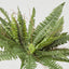 Boston Fern Bush x 4 48Lvs