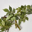 6ft Green Ficus Fittonia Berry Garland