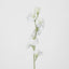 Sweetpea White - Pack of 36