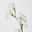 Sweetpea White - Pack of 36