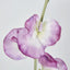 Sweetpea Pink