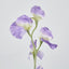 Sweetpea Purple - Pack of 36