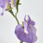 Sweetpea Purple - Pack of 36