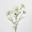 Scabiosa Spray with Buds White - Pack of 36