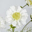 Scabiosa Spray with Buds White - Pack of 36