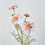 Scabiosa Spray with Buds Pink - Pack of 36