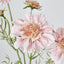 Scabiosa Spray with Buds Pink - Pack of 36