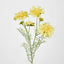 Scabiosa Spray with Buds Yellow - Pack of 36