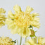 Scabiosa Spray with Buds Yellow - Pack of 36