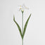 Iris White - Pack of 12