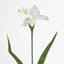 Iris White - Pack of 12